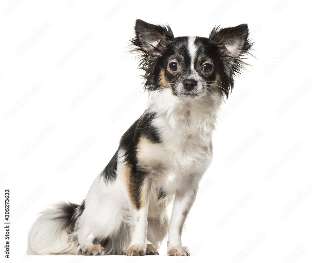 Chihuahua dog , 9 months old, sitting against white background Chihuahua dog , 9 months old, sitting against white background