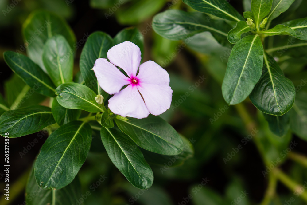 Rose periwinkle (Catharanthus roseus in latin) with green leaves Rose periwinkle (Catharanthus roseus in latin) with green leaves