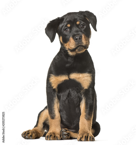 Rottweiler puppy, 3 months old, sitting against white background