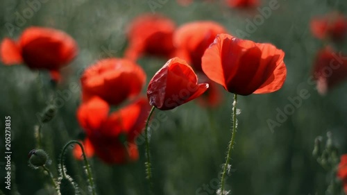 Beautiful Red poppies in field at sunset light 
