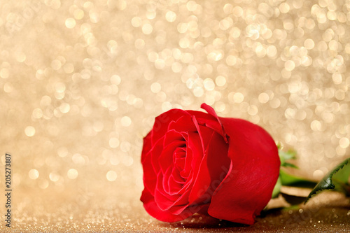 Red rose on golden lights background