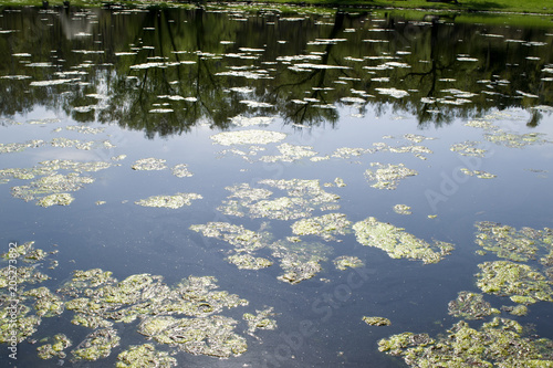 The clogged lake is like a swamp. © liubovi samoilova