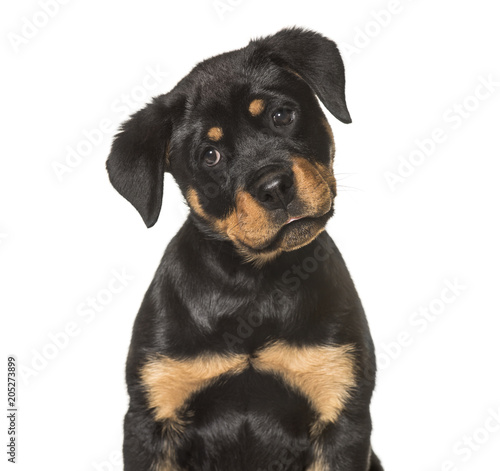 Fototapeta Naklejka Na Ścianę i Meble -  Rottweiler puppy , 3 months old, sitting against white background