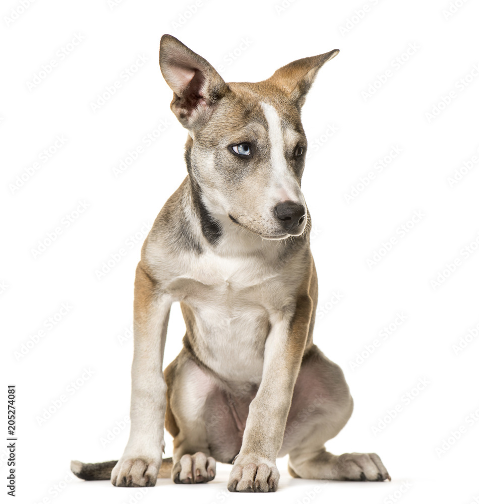 Mixed-breed dog , 3 months old, sitting against white background