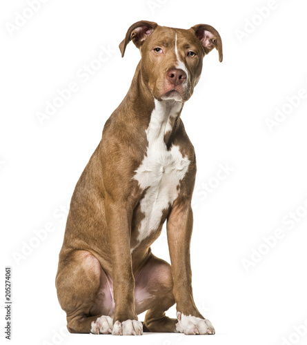 American Pit Bull Terrier   6 months old  sitting against white background