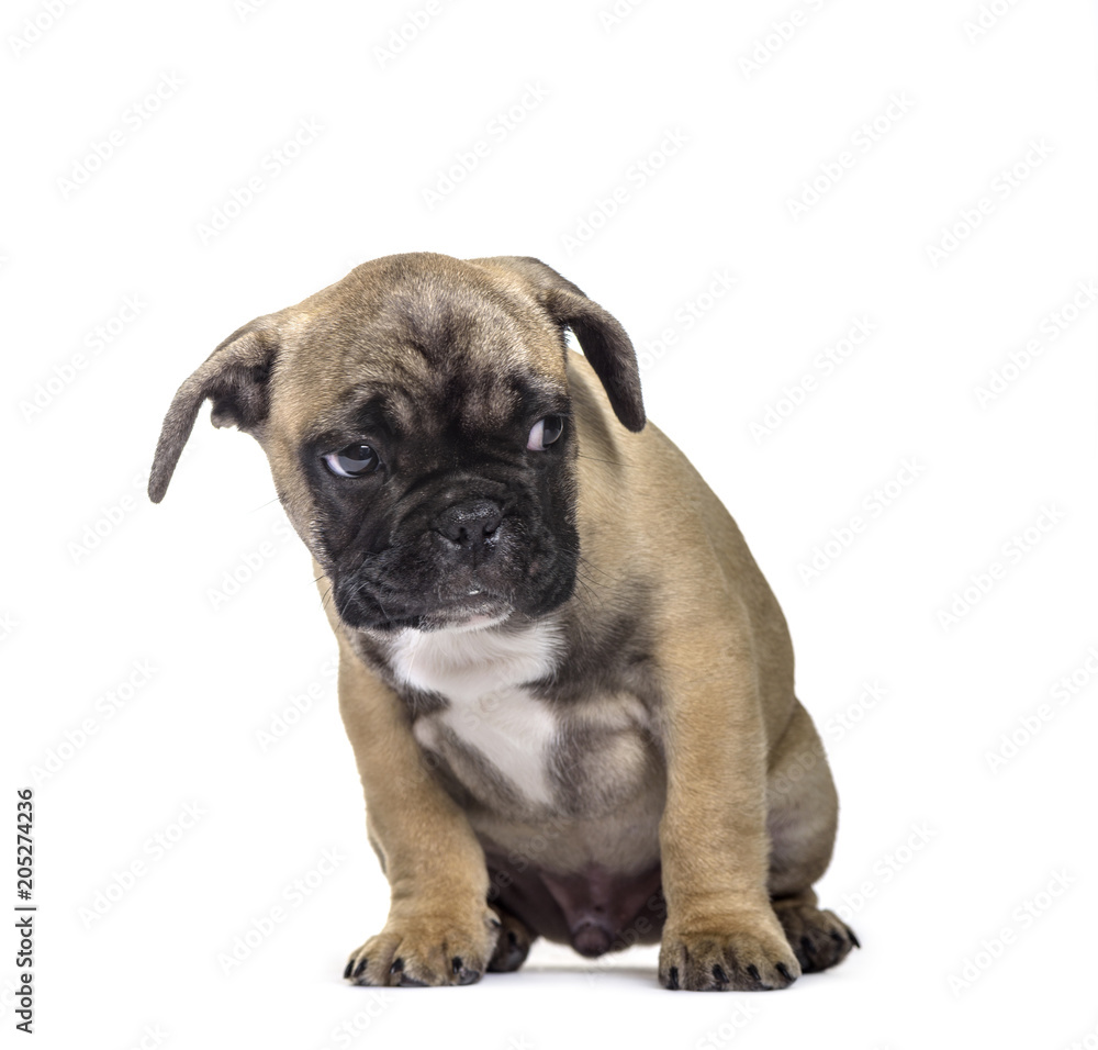 French Bulldog , 3 months old, sitting against white background