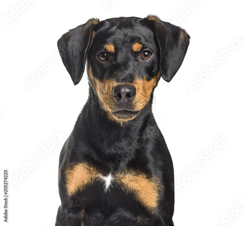 Mixed-breed dog , 8 months old, sitting against white background © Eric Isselée