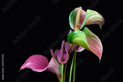 Multicolor anthurium flamingo flower