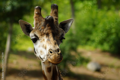 Photography girafe