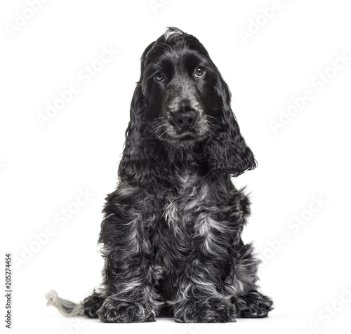 Obraz na płótnie Cocker Spaniel puppy , 3 months old, sitting against white background