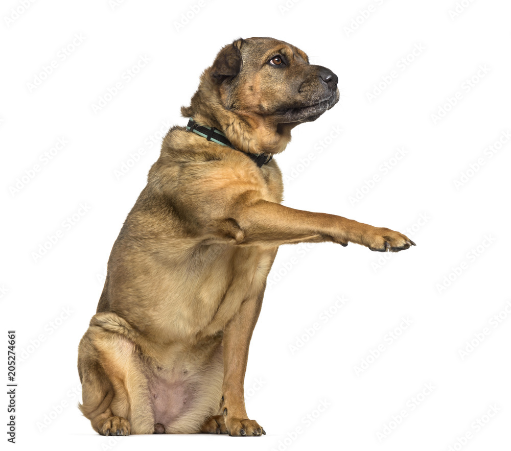 Mixed-breed dog , 7 years old, standing against white background