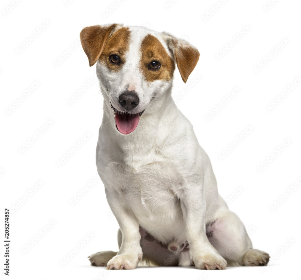 Jack Russell dog , 1 year old, sitting against white background