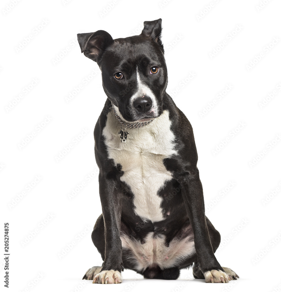 American Staffordshire Terrier , 2 years old, sitting against white background