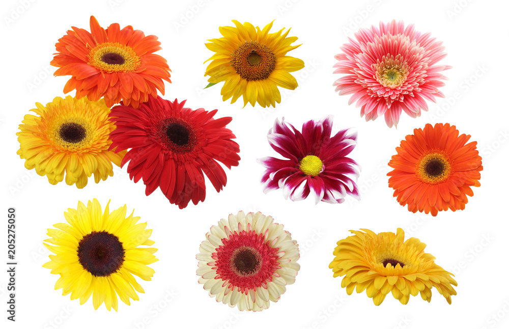 Gerbera, chamomile, sunflower lower isolated
