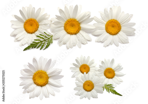 Chamomile flower isolated on white. Set.