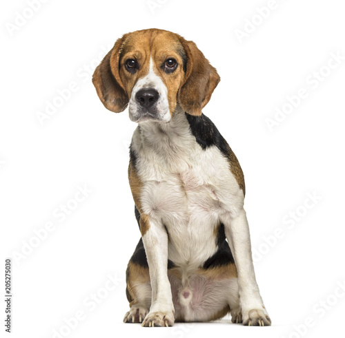 Beagle dog , 2 years old, sitting against white background