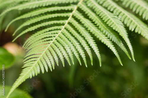 Beautyful fern leaf, green natural floral fern background.