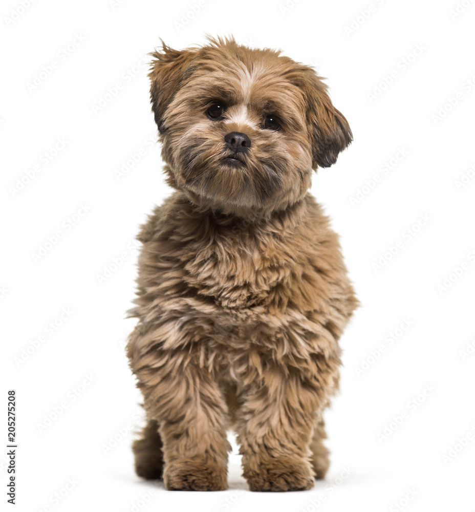 Lhasa apso dog, 8 months old, sitting against white background Lhasa apso dog, 8 months old, sitting against white background