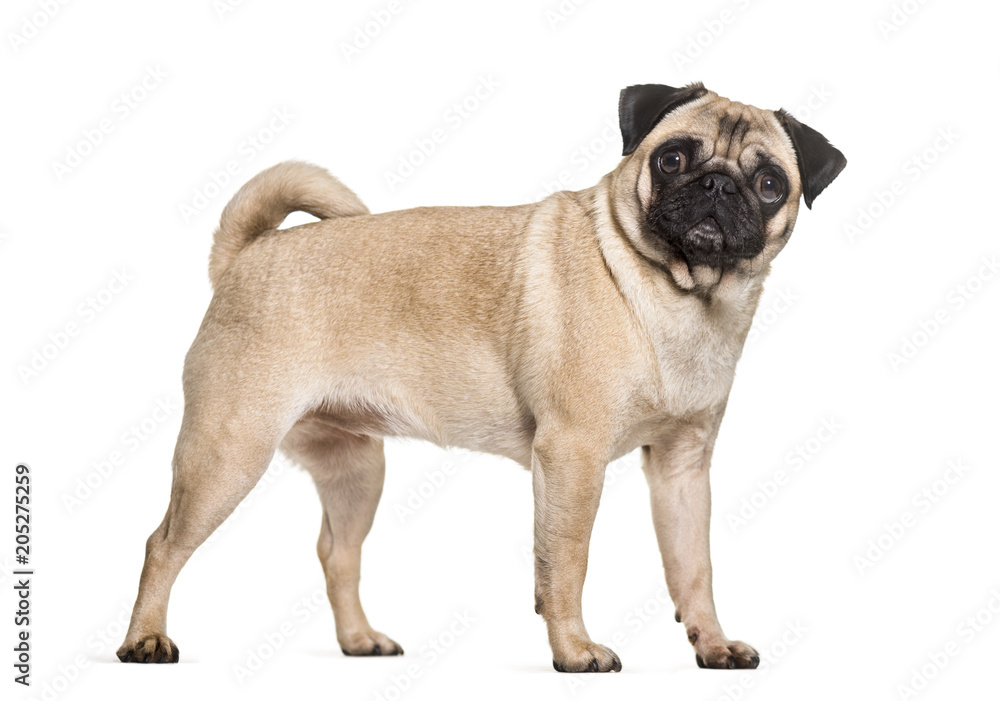 Pug dog standing  against white background