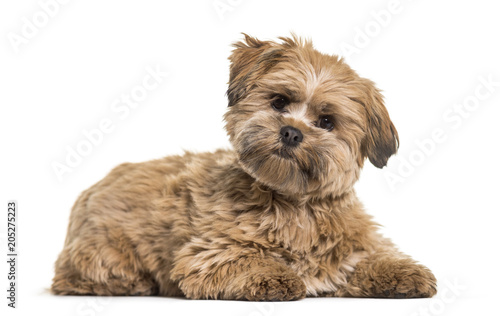 Lhasa apso dog, 8 months old, lying against white background