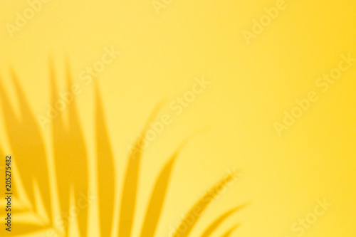 Top view of green tropical leave Monstera on blue and yellow background. Flat...