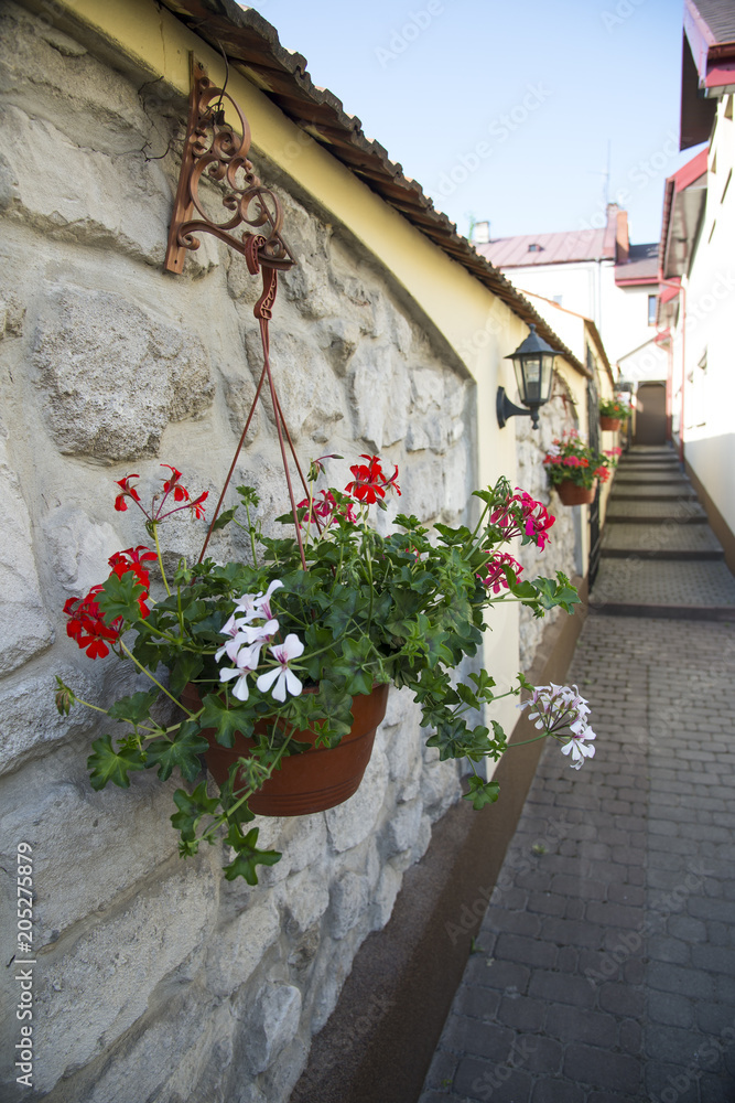 Naklejka premium White and red geranium flowers in the pot