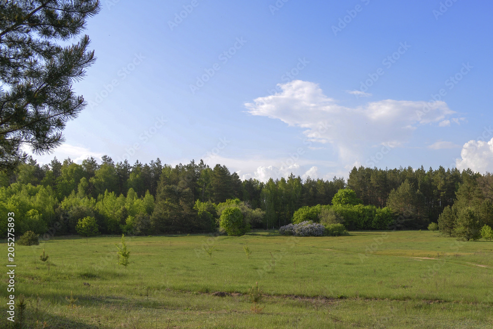 Fototapeta premium Green meadow, forest and blue sky in summer
