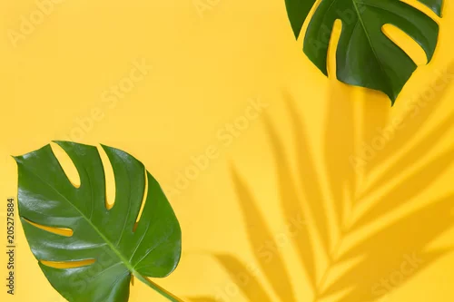 Obraz Odgórny widok zieleni tropikalni liście Monstera i Areca na żółtym tle. Leżał płasko. Lata pojęcie z drzewkiem palmowym liściem, copyspace. Wakacje, wakacje, podróże, słońce w tle