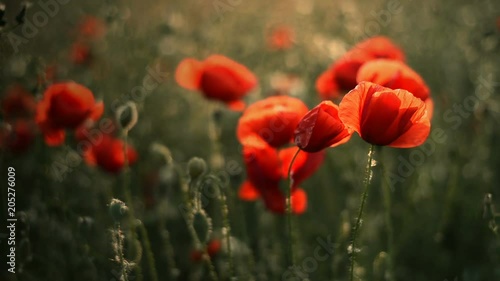 Beautiful Red poppies in field at sunset light 