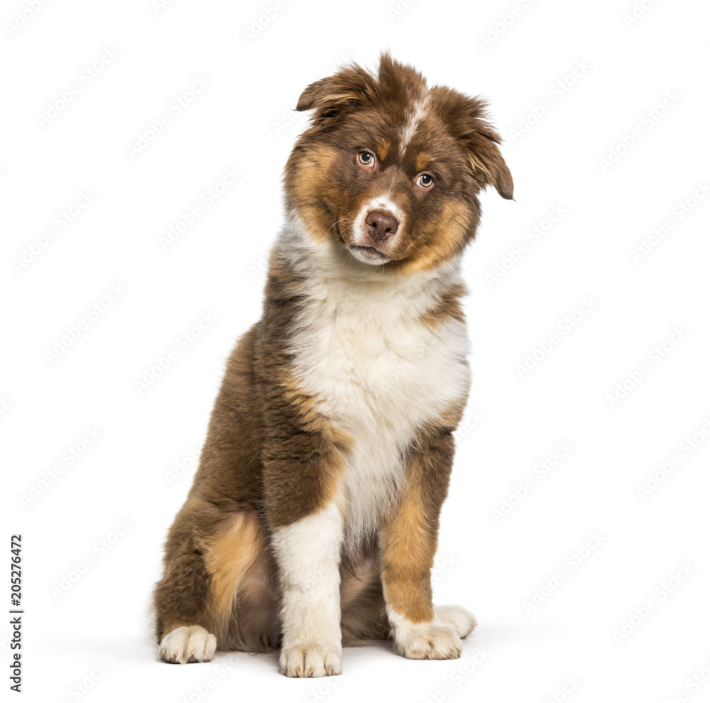 Australian Shepherd dog sitting against white background Australian Shepherd dog sitting against white background