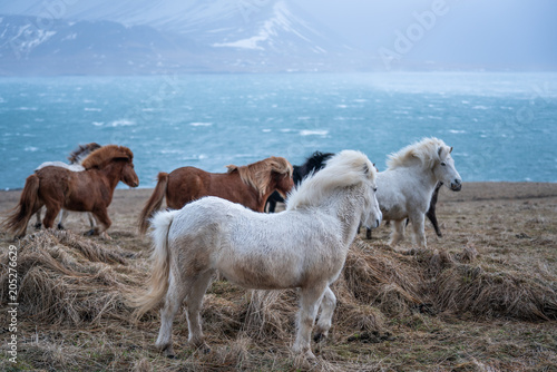 Fototapeta Naklejka Na Ścianę i Meble -  Icelandic horses , with a nice blue background, Iceland.