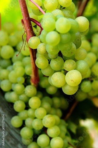 Ripe green grapes close-up on a vine in the Okanagan Valley in Canada
