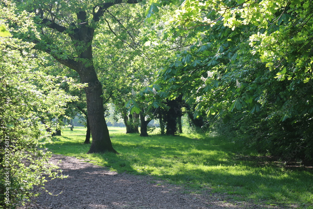 Croxley Green, Rickmansworth, Hertfordshire, England. May 2018. Springtime in Countryside orchard. Croxley Green, Rickmansworth, Hertfordshire, England. May 2018. Springtime in Countryside orchard.