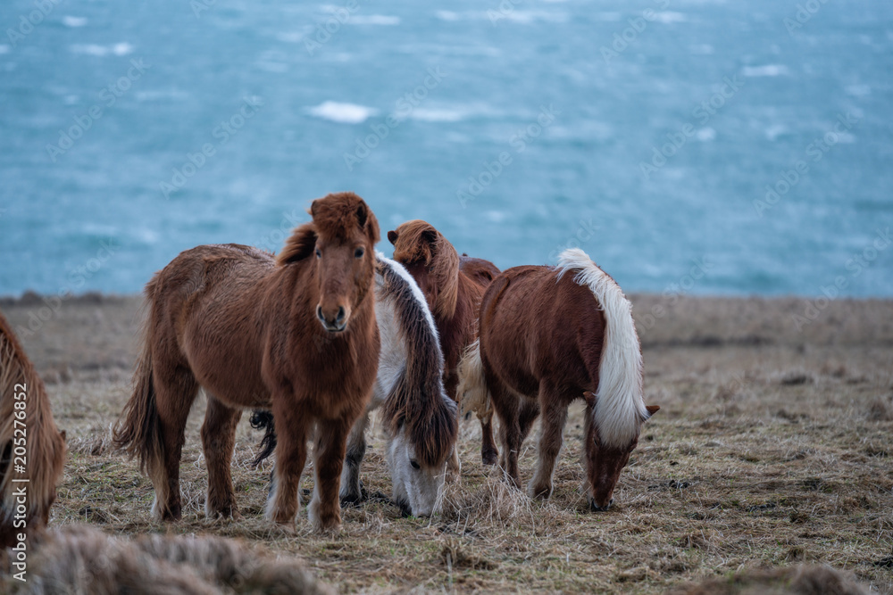Icelandic horses , with a nice blue background, Iceland. Icelandic horses , with a nice blue background, Iceland.