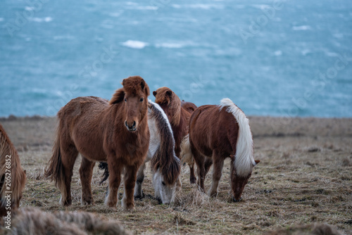 Icelandic horses , with a nice blue background, Iceland.