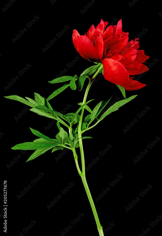 Red peony flower with leaves on black background Red peony flower with leaves on black background