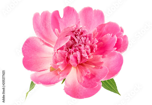 Fototapeta Naklejka Na Ścianę i Meble -  Pink peony isolated on white background