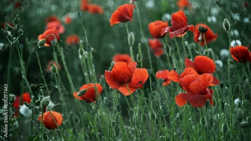 Beautiful Red poppies in field at early spring 
