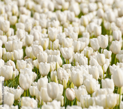 White tulip field at bloom  in British Columbia Canada in spring