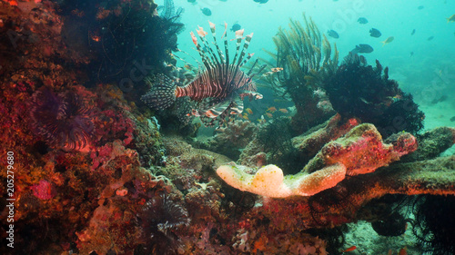 Lionfish on coral reef. Dive, underwater world, corals and tropical fish. Philippines, Mindoro. Diving and snorkeling in the tropical sea. Travel concept.