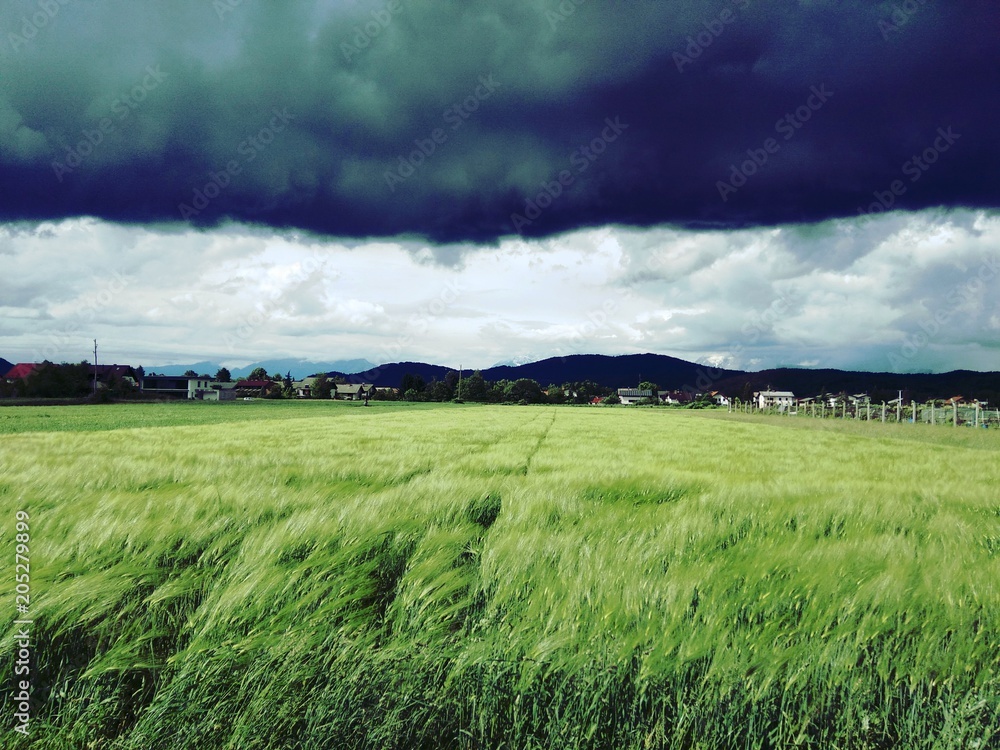 Dark sky just before the storm above wheat field Dark sky just before the storm above wheat field
