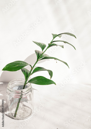green branches on a gray background in a vase