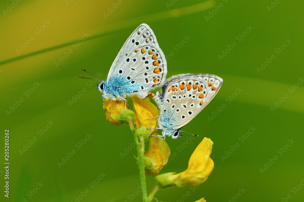 Φωτογραφία Pair of butterflies Amanda's Blue ( Polyommatus ( Agrodiaetus ) amandus ) mating on yellow wild flower