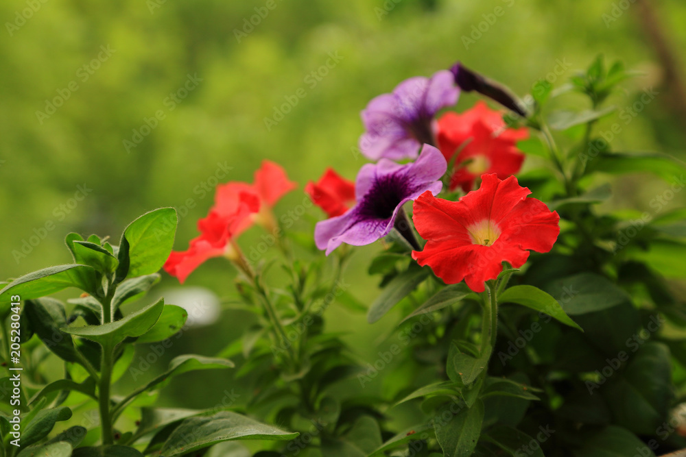 Petunia flower in natural environment