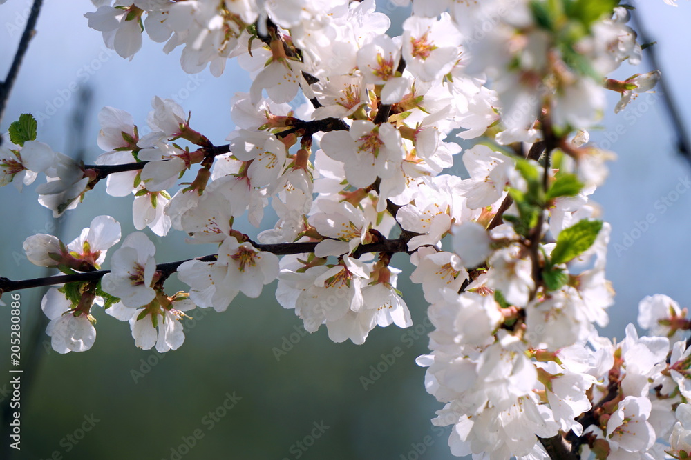 Flowering branch of peach. The concept of spring.