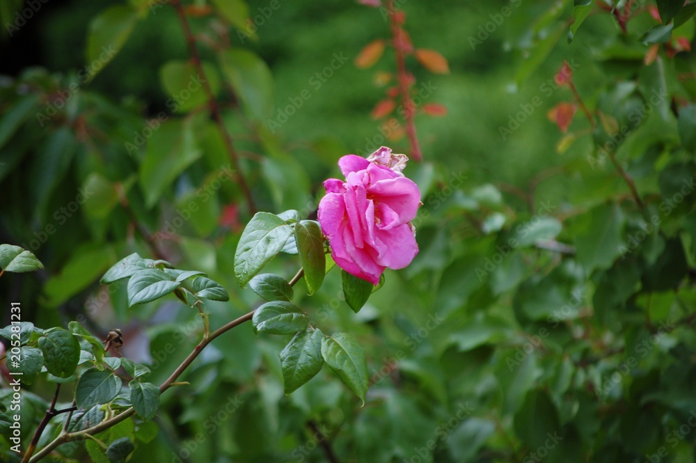 rosa rosa rosa rosa