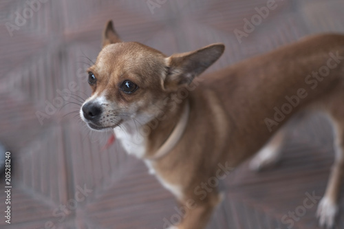 A small red dog with round shining black eyes of the Chihuahua breed