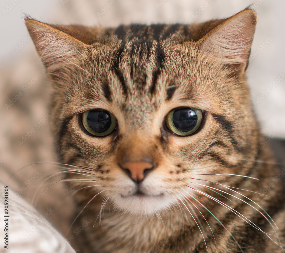 Beautiful domestic cat at home Beautiful domestic cat at home