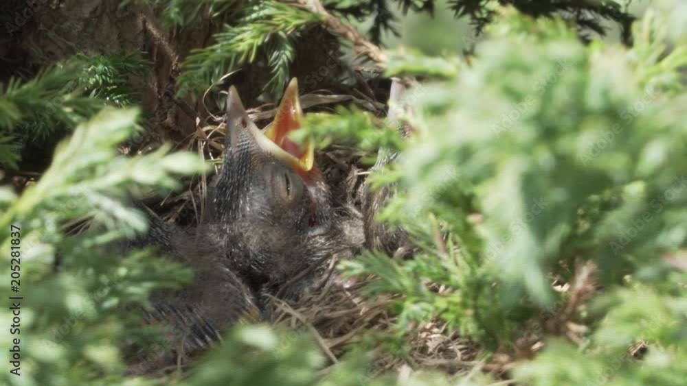 Ousel's chick in the nest Ousel's chick in the nest