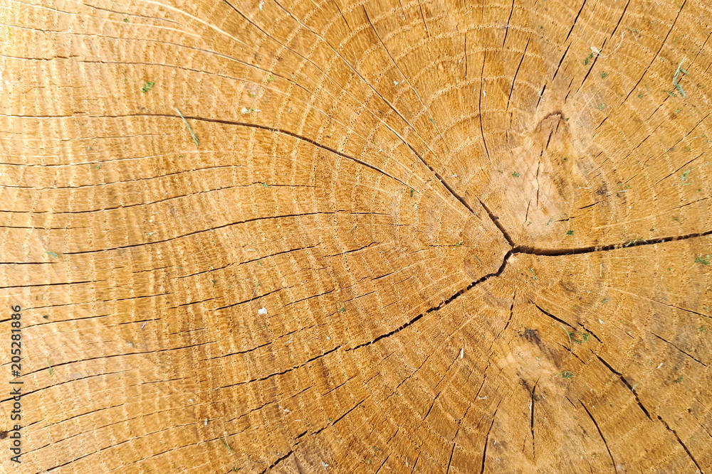 Naklejka premium szlifowana faktura dębu, widoczny słoj